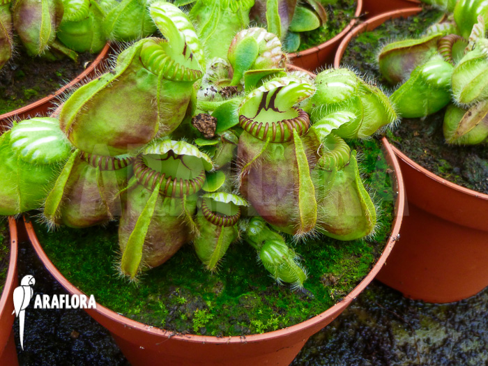 Cephalotus follicularis ‚XL‘