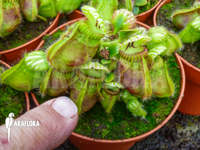 Cephalotus follicularis ‚XL‘