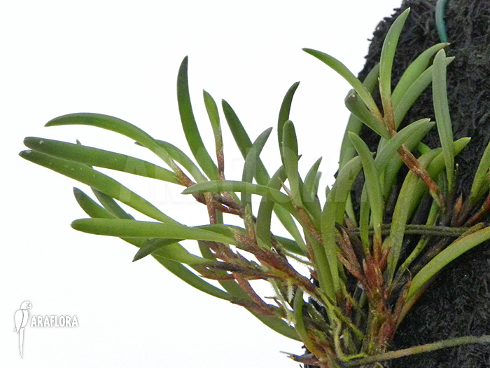 Ceratostylis philippinensis