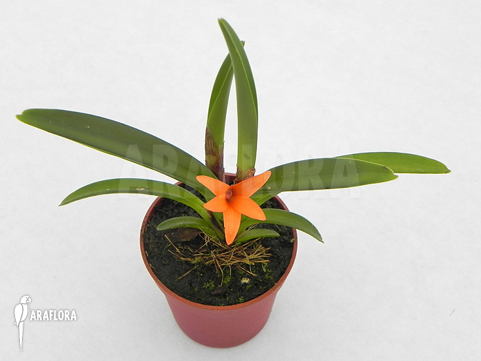 Ceratostylis retisquama ‚Rubra‘