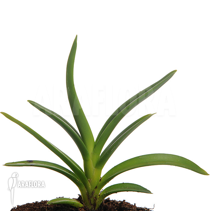 Ceratostylis retisquama ‚Rubra‘