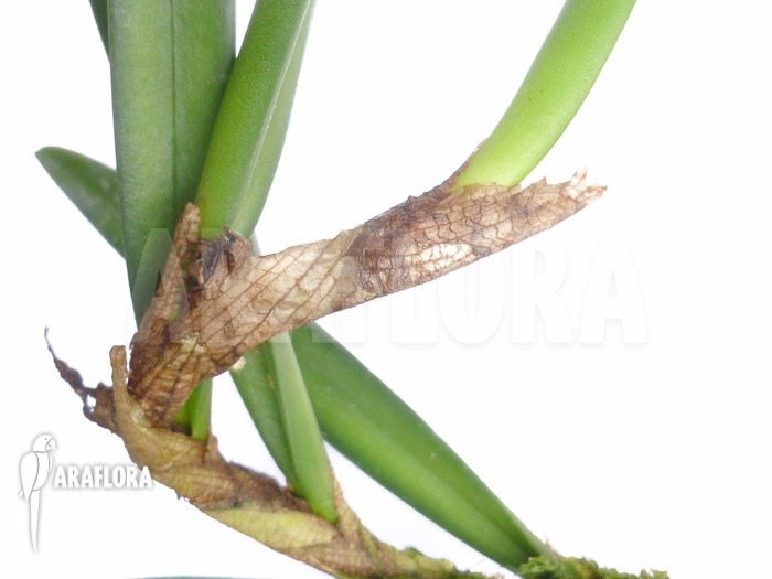 Ceratostylis retisquama ‚Rubra‘