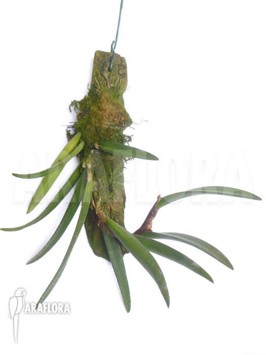 Ceratostylis retisquama ‚Rubra‘