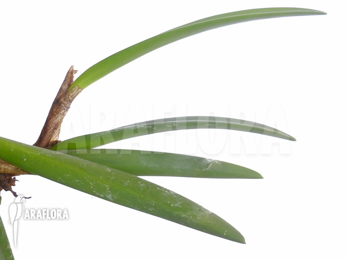 Ceratostylis retisquama ‚Rubra‘