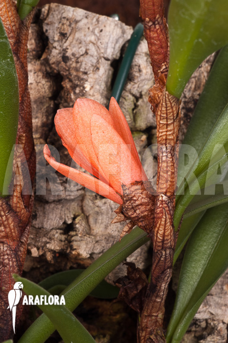 Ceratostylis retisquama ‚mounted‘