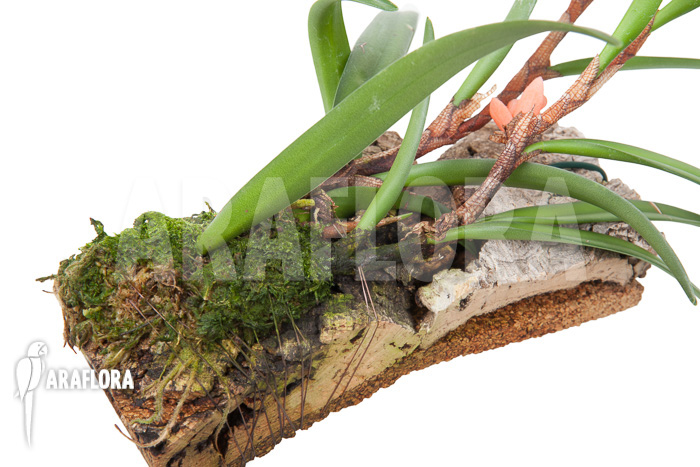 Ceratostylis retisquama ‚mounted‘