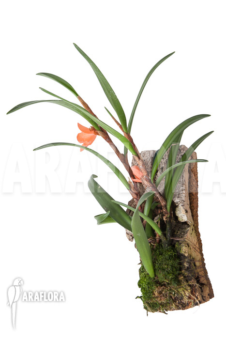 Ceratostylis retisquama ‚mounted‘