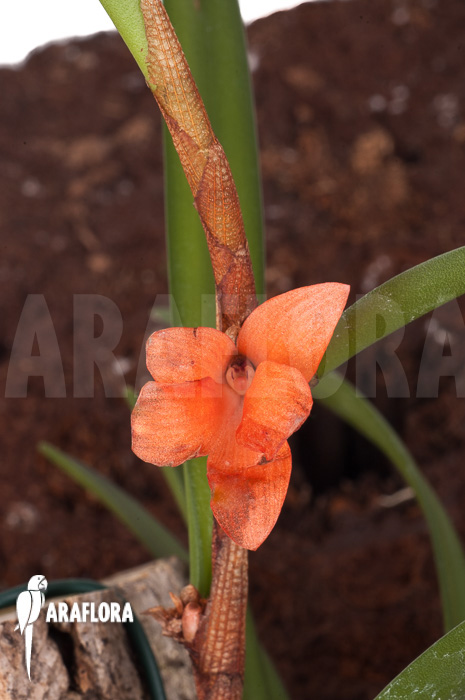 Ceratostylis retisquama ‚mounted‘