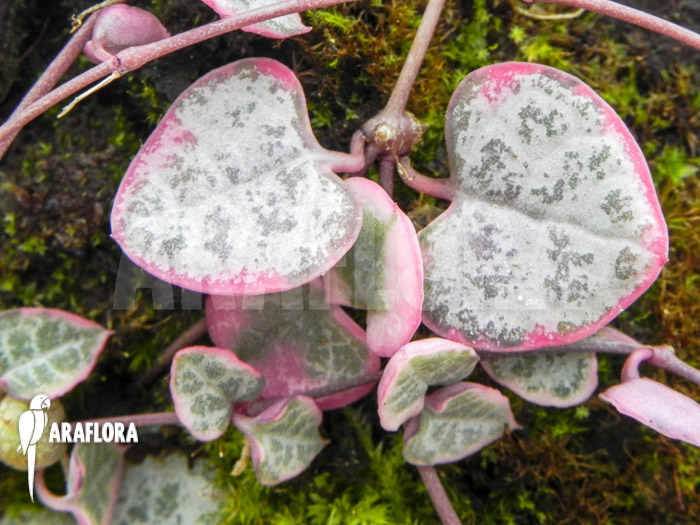Ceropegia linearis subs woodii variegata