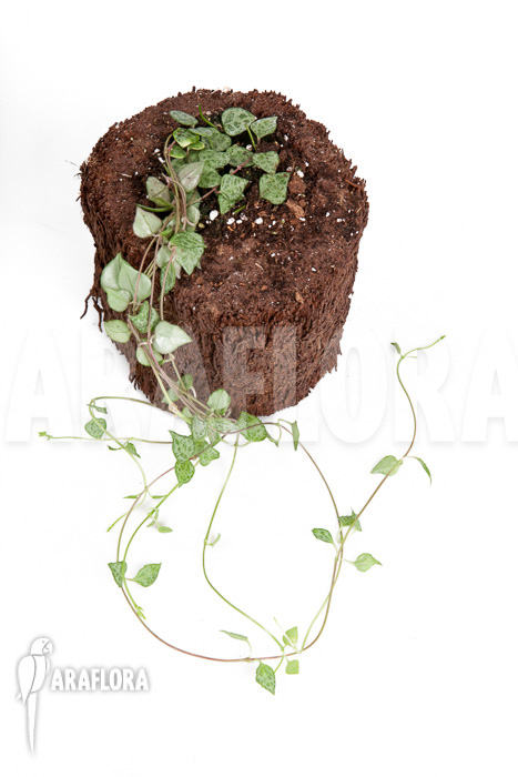 Ceropegia ‚mini star‘