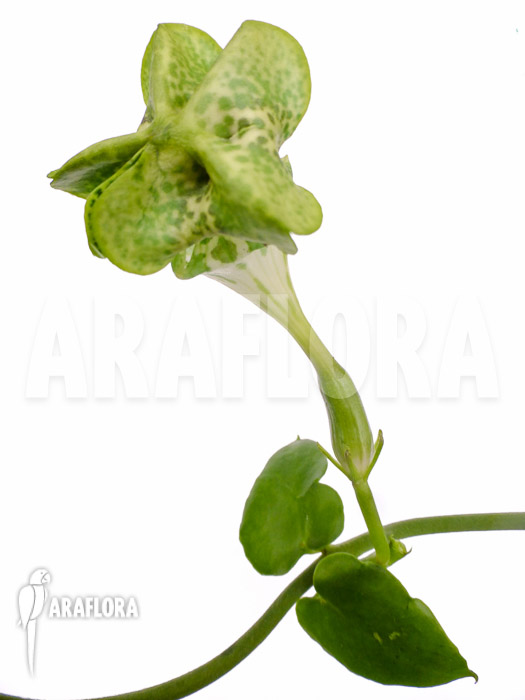 Ceropegia sandersonii