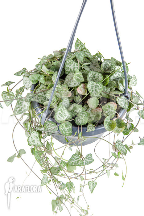 Ceropegia woodii ‚New Heart‘