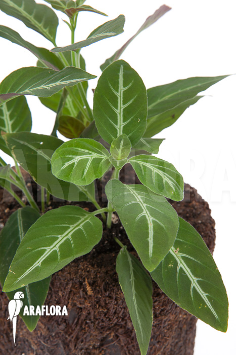 Chamaeranthemum beyrichii