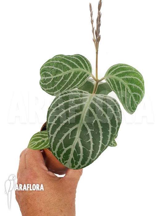 Chamaeranthemum venosum