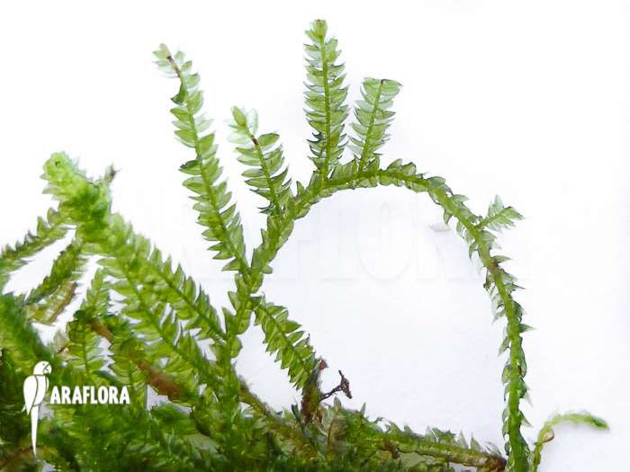 Vesicularia montagnei ‚Christmas moss‘