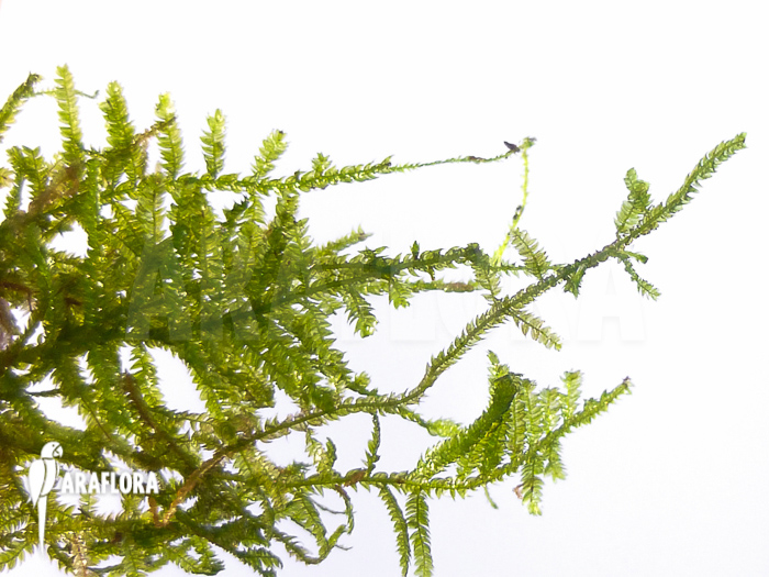 Vesicularia montagnei ‚Christmas moss‘