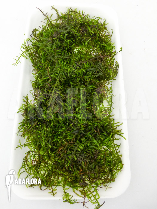 Vesicularia montagnei ‚Christmas moss‘