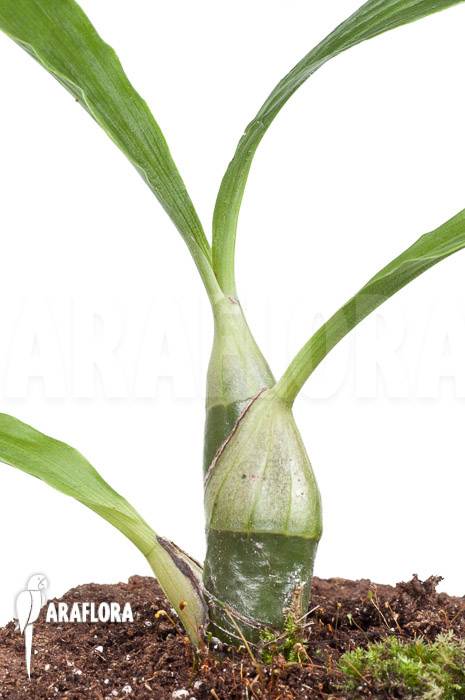 Chysis tricostata ’starter‘