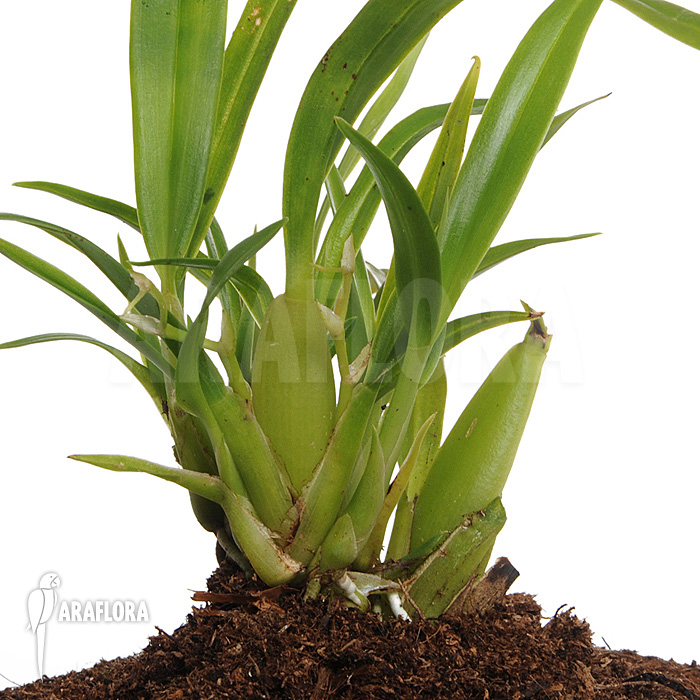 Cischweinfia dasyandra