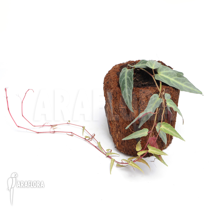 Cissus amazonica ‚M‘