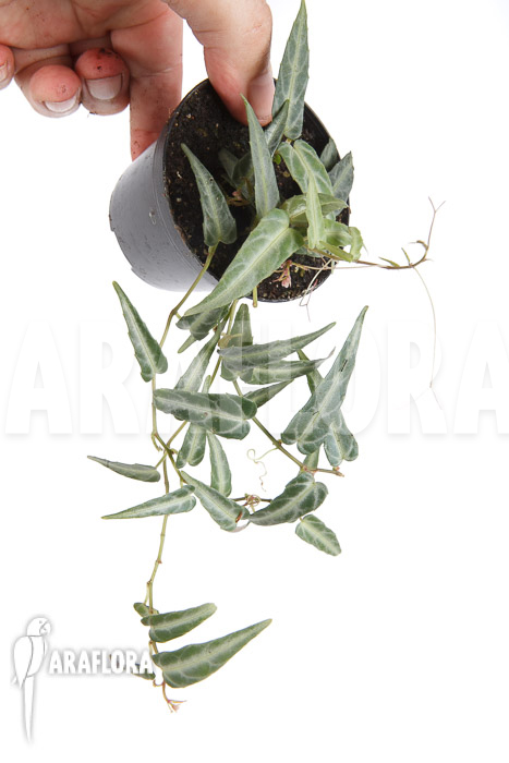 Cissus amazonica ‚S‘