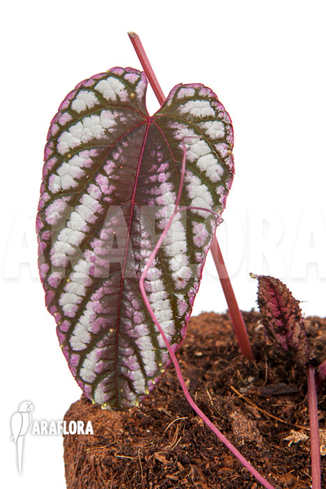 Cissus discolor ‚Starter‘