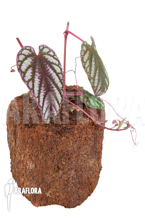 Cissus discolor ‚Starter‘