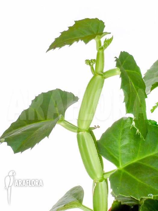 Cissus quadrangularis ‚Starter‘