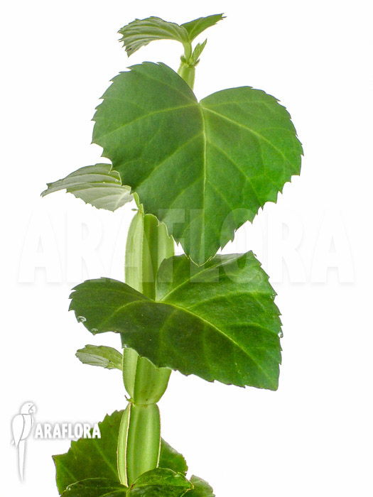 Cissus quadrangularis ‚Starter‘