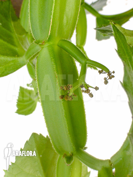 Cissus quadrangularis ‚Starter‘