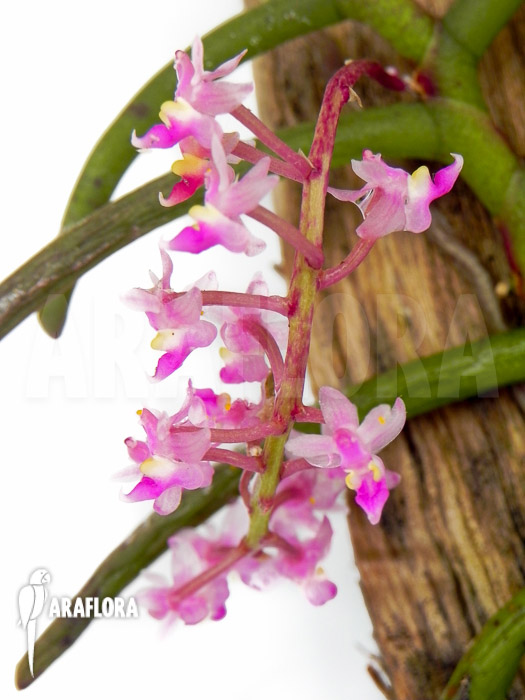 Cleisostoma arietinum