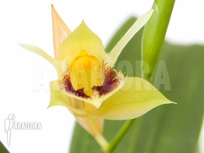 Coelogyne fimbriata flower