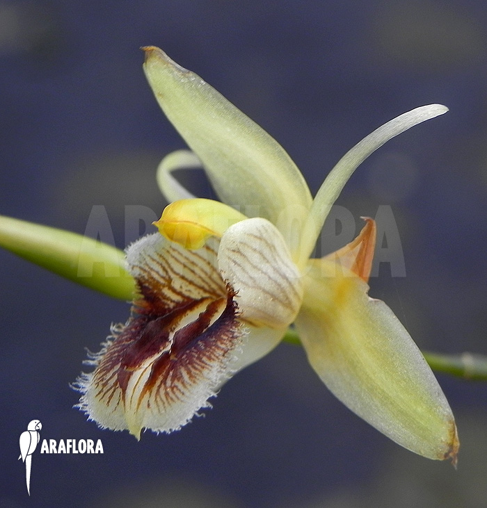 Coelogyne ovalis