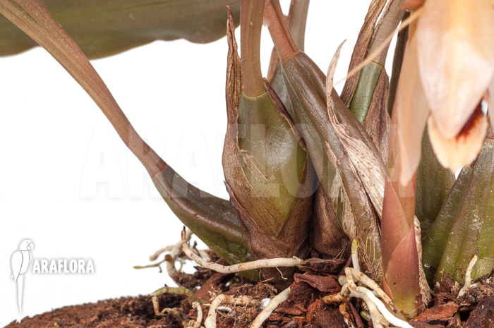 Coelogyne usitana x salmonicolor