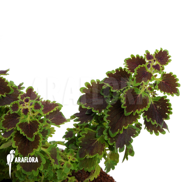 Coleus blumei