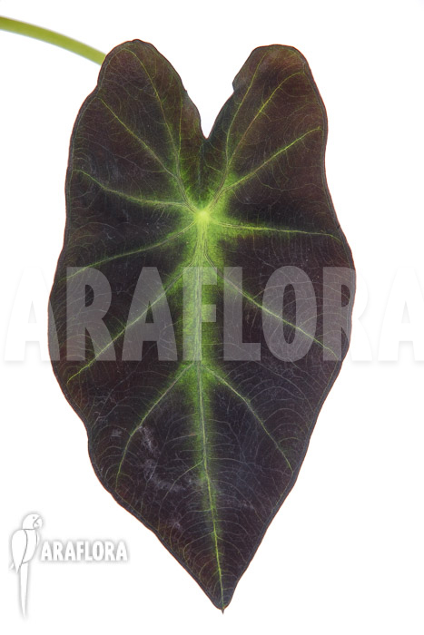 Colocasia x ‚Black Magic‘ starter