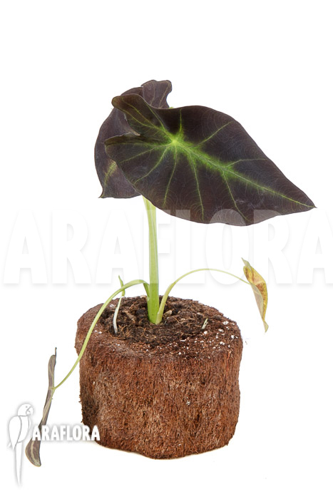 Colocasia x ‚Black Magic‘ starter