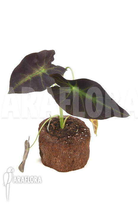 Colocasia x ‚Black Magic‘ starter