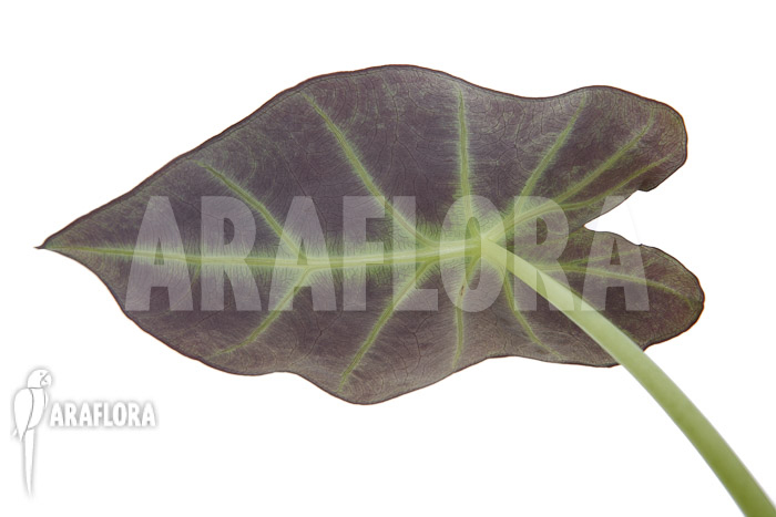 Colocasia x ‚Black Magic‘ starter