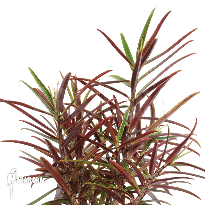 Columnea linearis