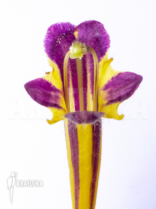 Columnea purpureovittata