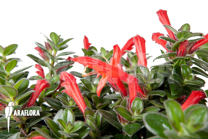 Columnea vera