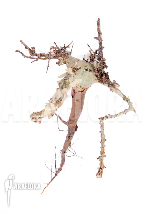 Commiphora kataf ‚S‘