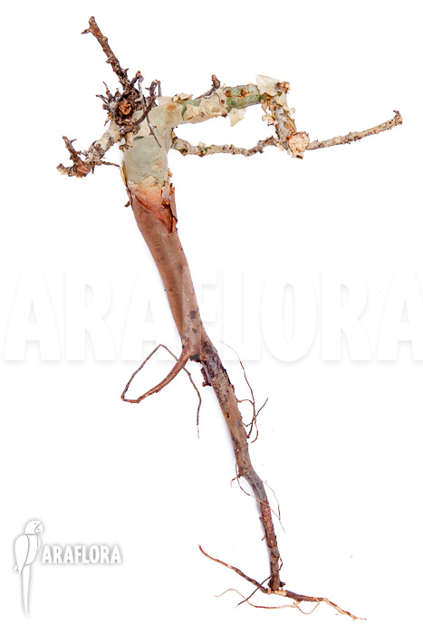 Commiphora kataf ‚S‘