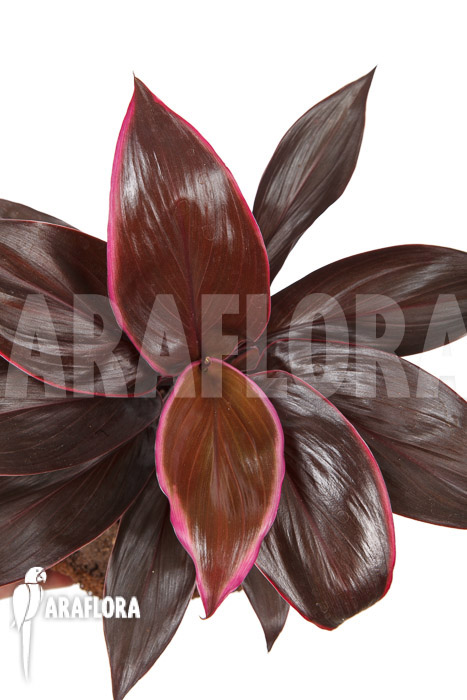 Cordyline fruticosa ‚Mambo‘