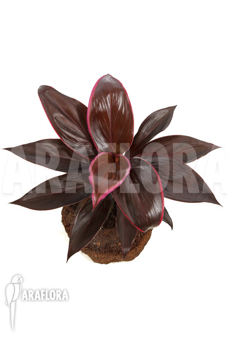 Cordyline fruticosa ‚Mambo‘