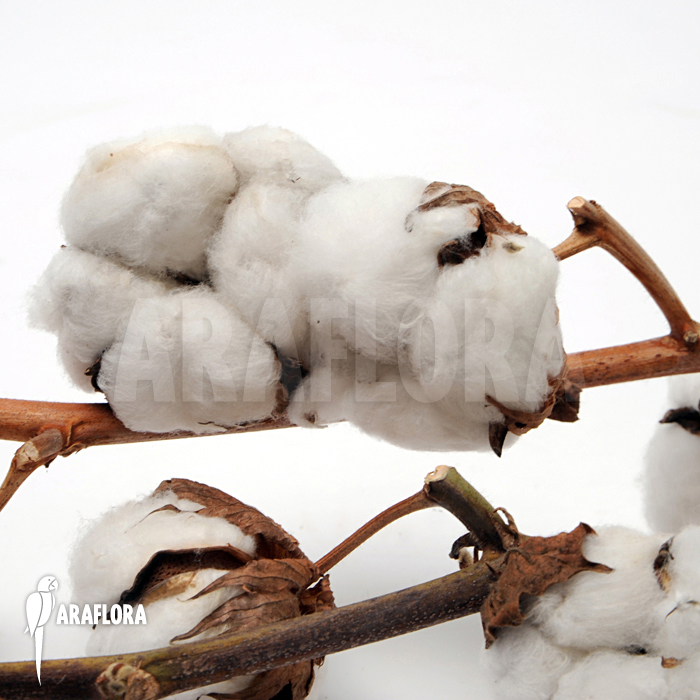 Cotton decoration sticks