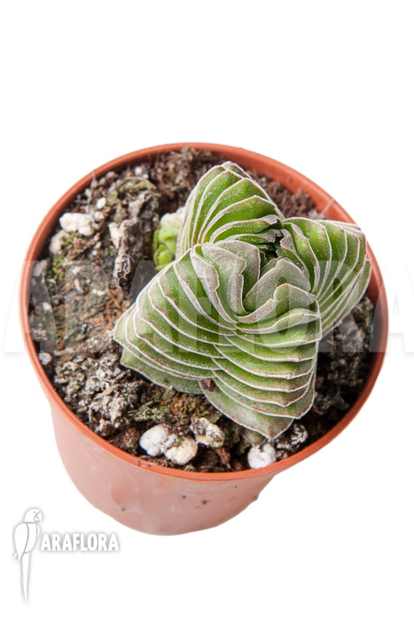 Crassula ‚Buddha’s temple‘ ‚S‘
