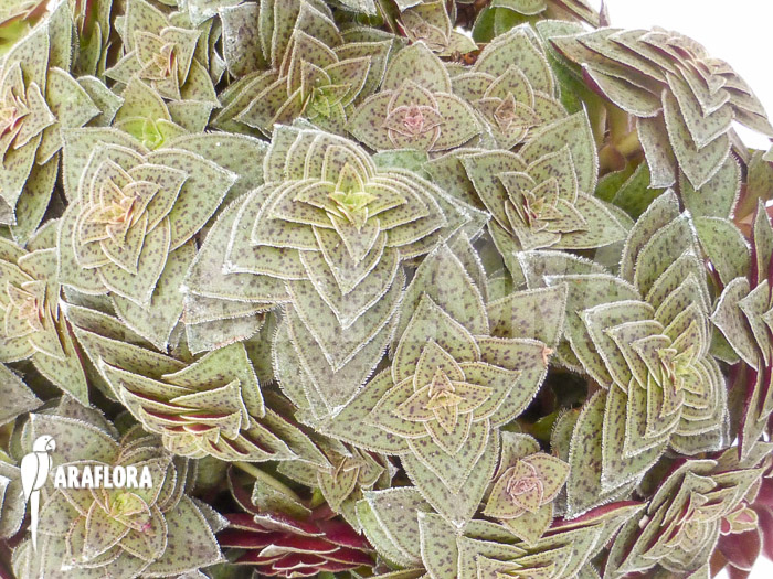 Crassula exilis subs. Picturata