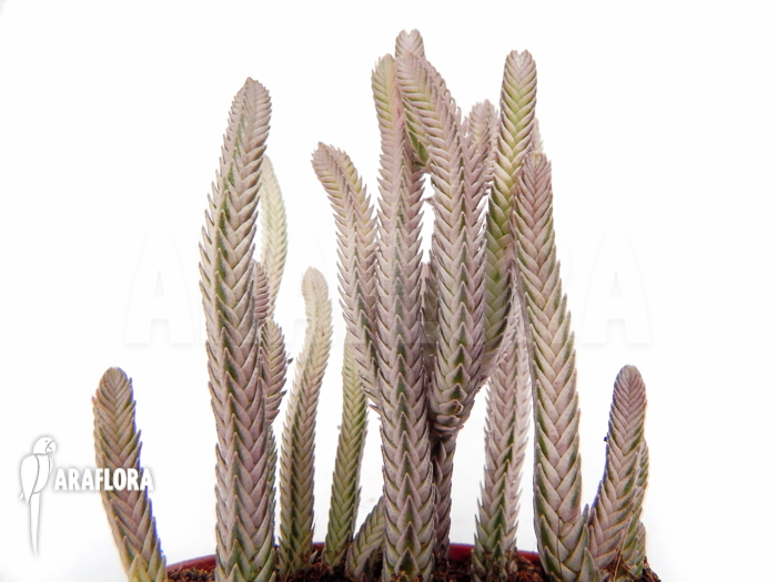 Crassula lycopodiodides ‚Rhapsody in pink‘